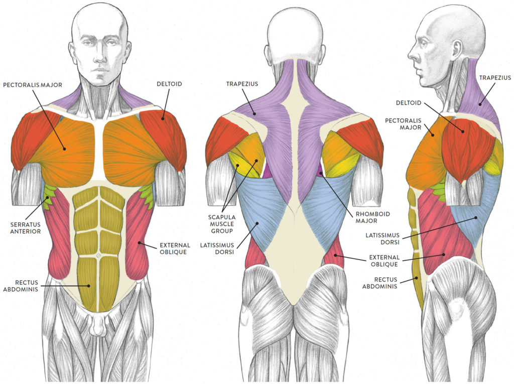 Male torso muscle groups
