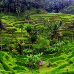 Bali Tegalalang Rice Terrace -ok 1