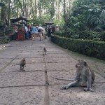 Monkey on the Path
