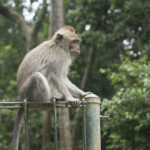 Sitting Monkey 3