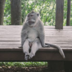 Sitting Monkey 2
