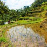 Planting at Tegallalang Rice Terraces